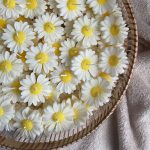 شمع دست ساز بابونه - بسته 12 عددی
