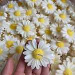 شمع دست ساز بابونه - بسته 12 عددی